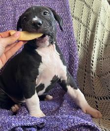 Puppies ready to go! - Photo 3