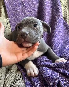 Puppies ready to go! - Photo 4