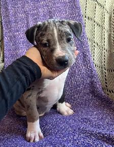 Puppies ready to go! - Photo 5