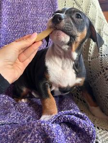 Puppies ready to go! - Photo 6