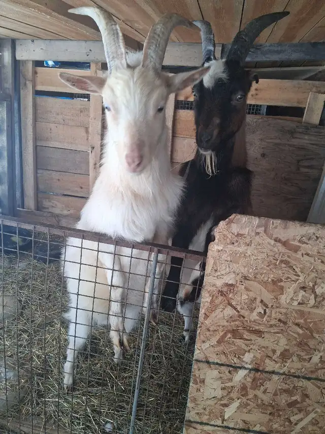 1 year old goats