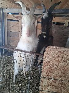 1 year old goats