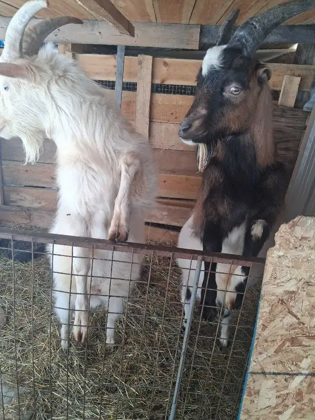 1 year old goats - Photo 2