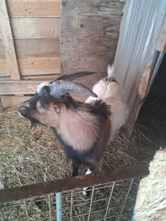 1 year old goats - Photo 3