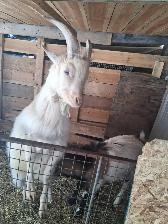 1 year old goats - Photo 4