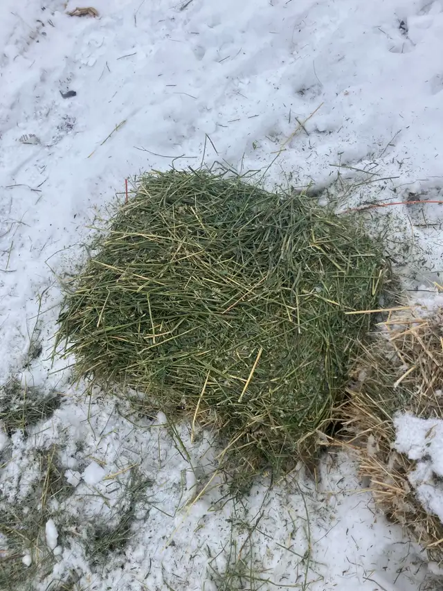 Hay for sale