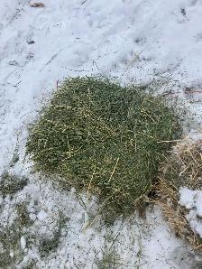 Hay for sale