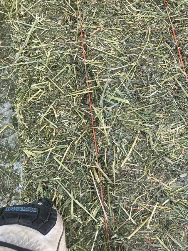 Hay for sale - Photo 3