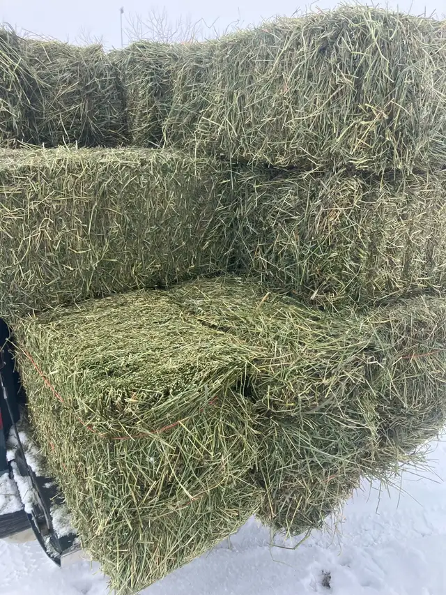 Hay for sale - Photo 4