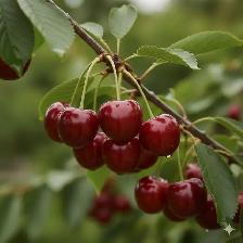 Fruit Trees - Apple, Pear, Cherry, Peach