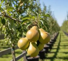 Fruit Trees - Apple, Pear, Cherry, Peach - Photo 2