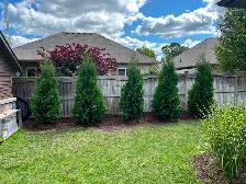 Local, Ontario Grown Trees