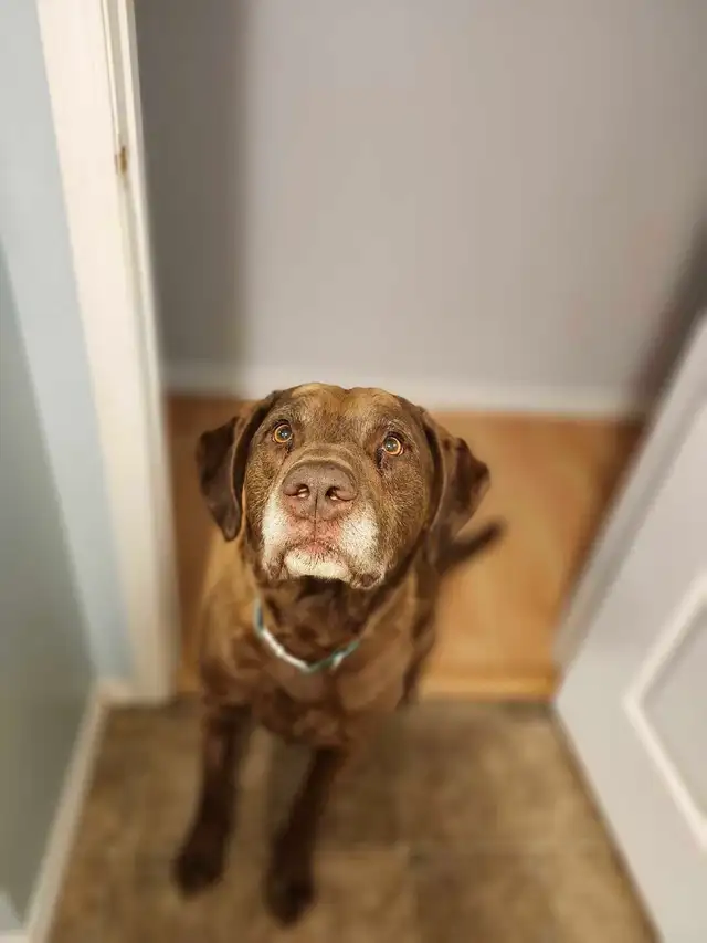 Sweet Senior - Photo 2