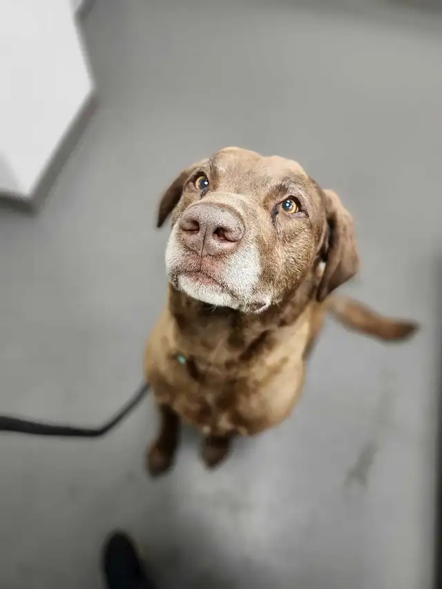 Sweet Senior - Photo 3