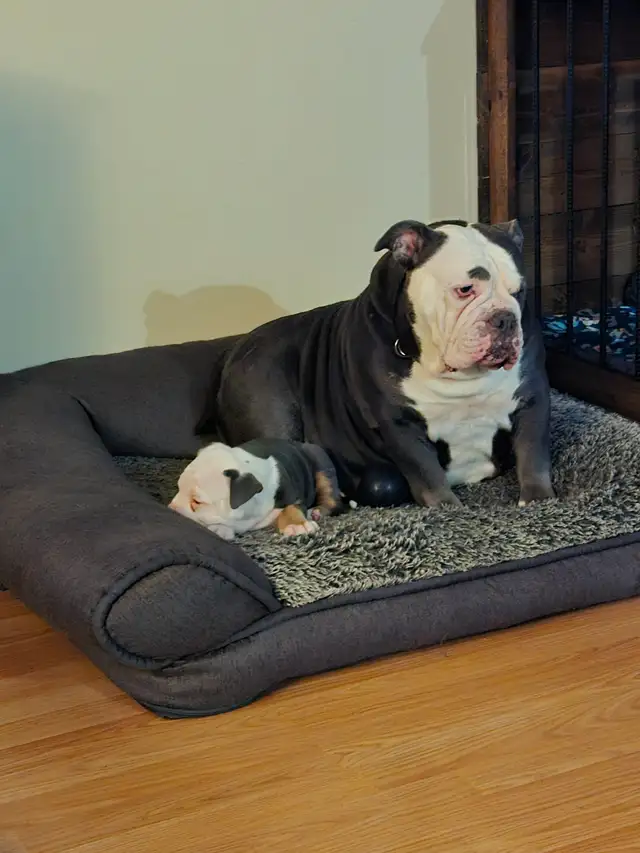 Old English Bulldog puppies.