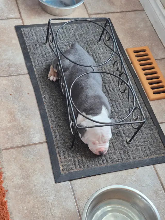 Old English Bulldog puppies. - Photo 2