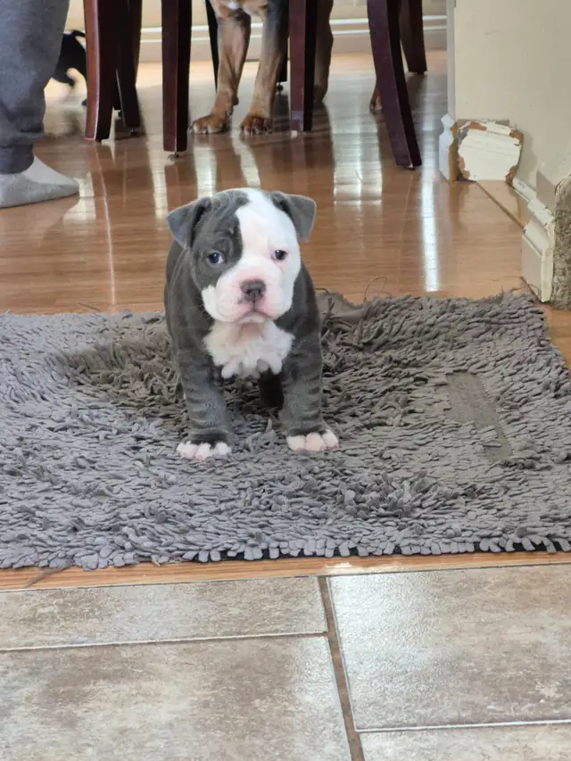 Old English Bulldog puppies. - Photo 3