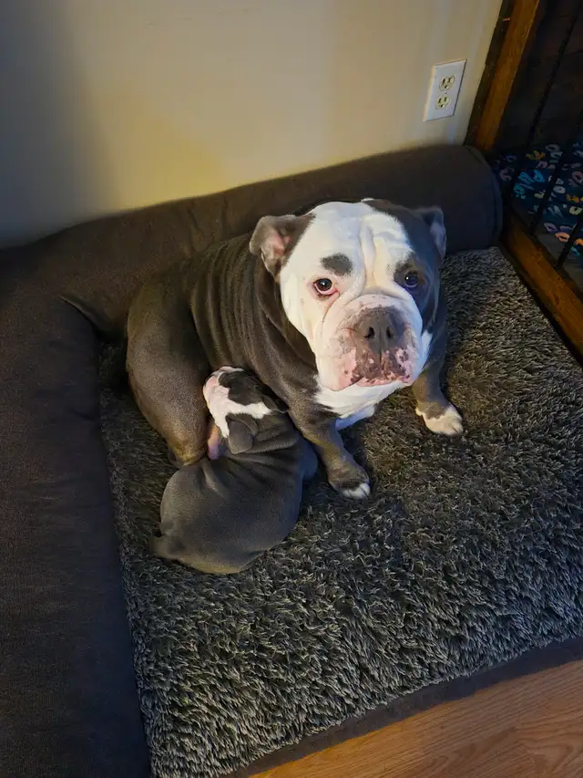 Old English Bulldog puppies. - Photo 4