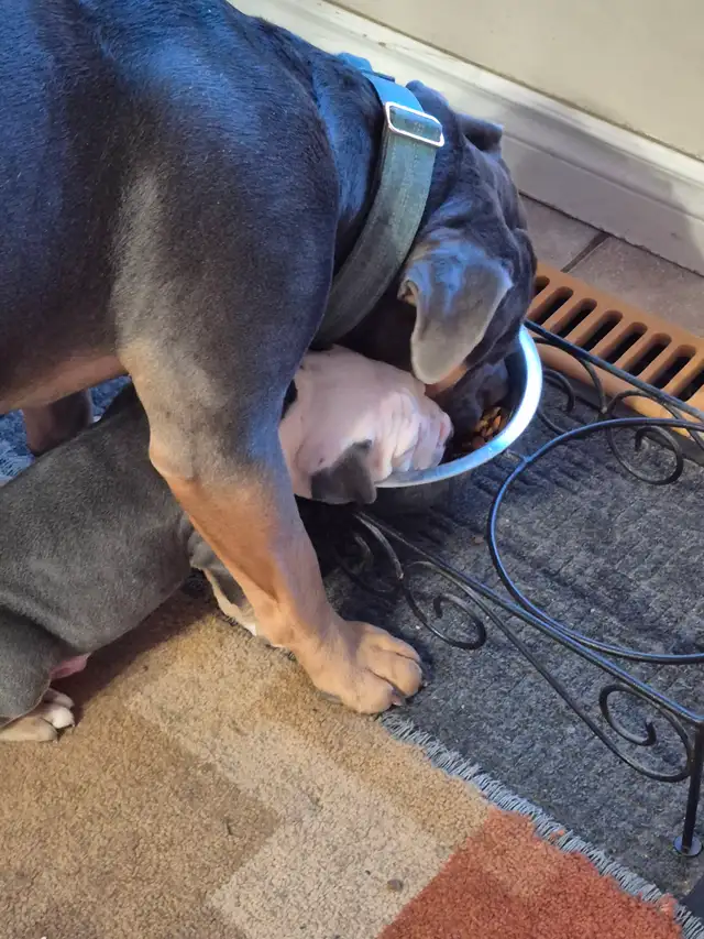 Old English Bulldog puppies. - Photo 5