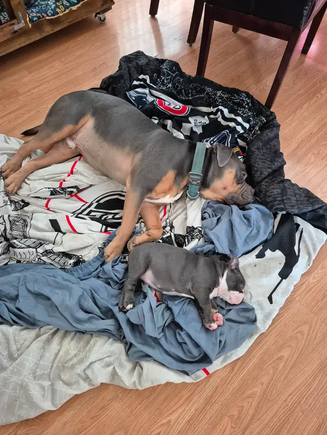 Old English Bulldog puppies. - Photo 6