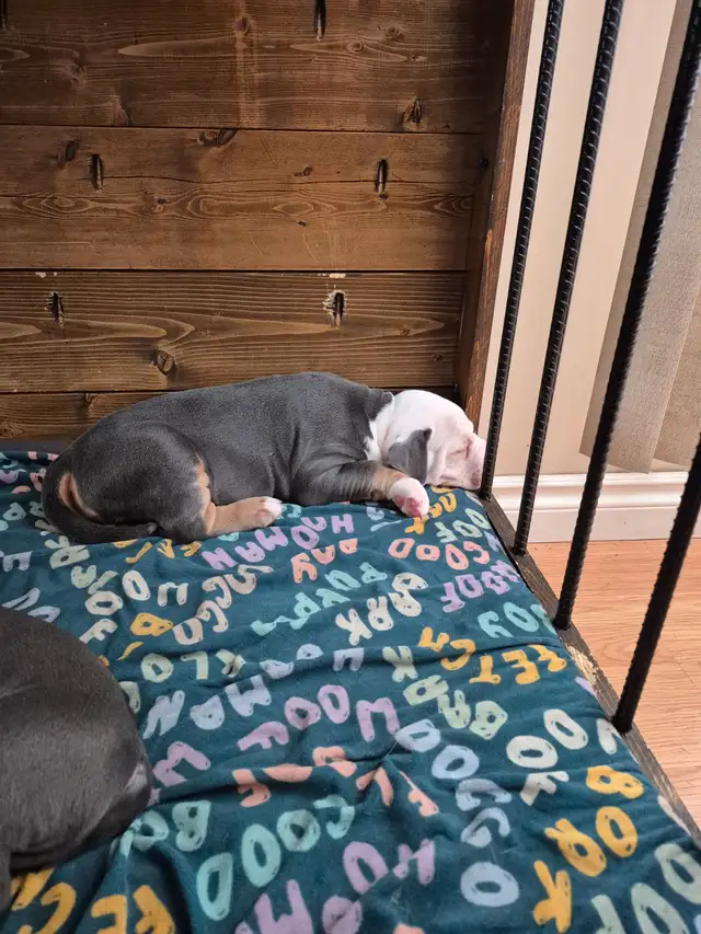 Old English Bulldog puppies. - Photo 7