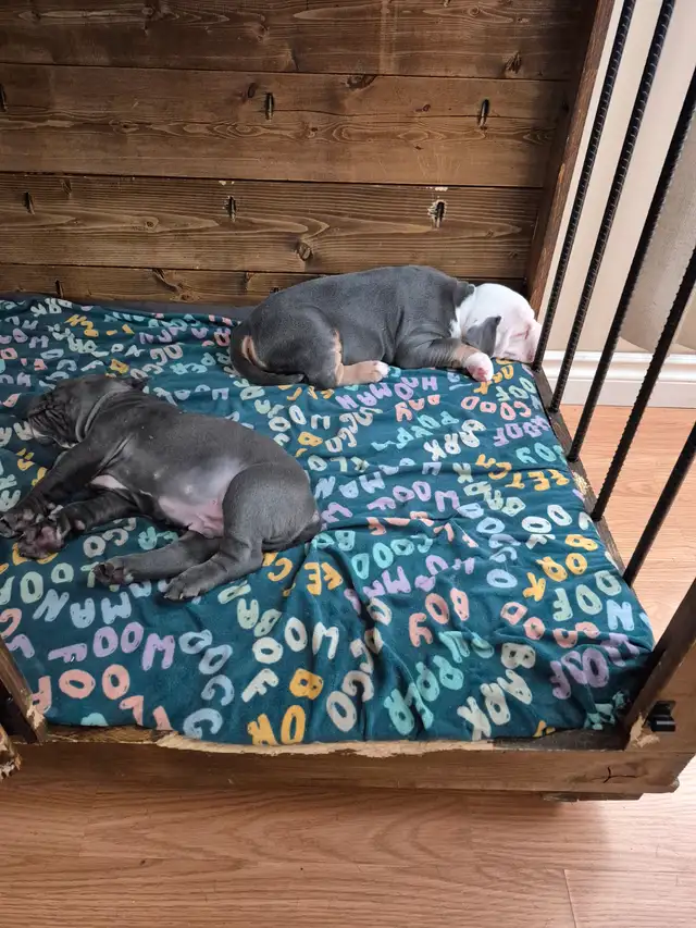 Old English Bulldog puppies. - Photo 8