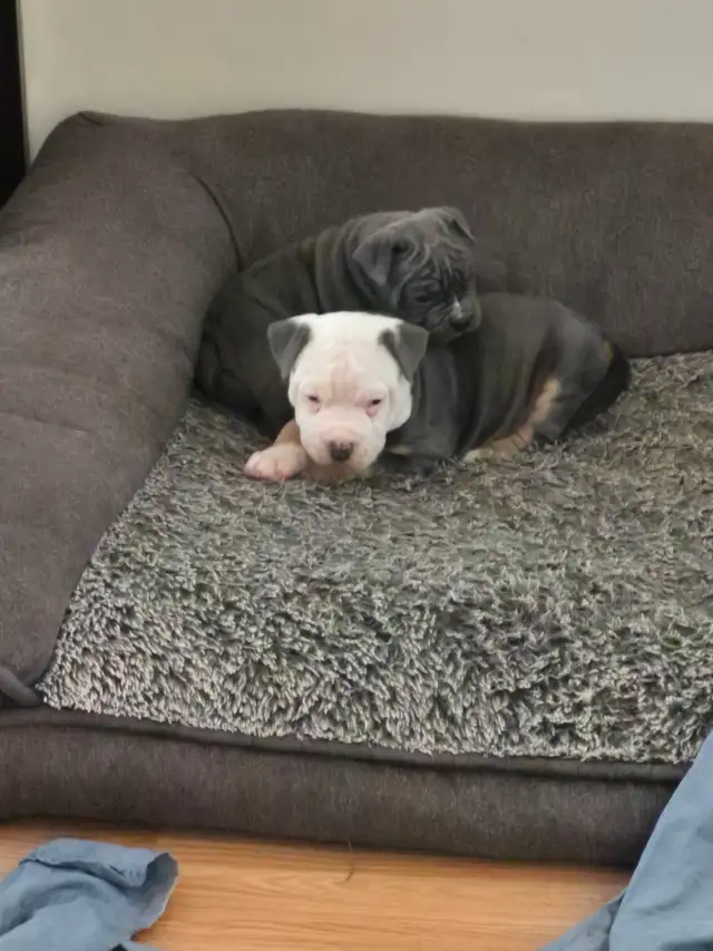 Old English Bulldog puppies. - Photo 9