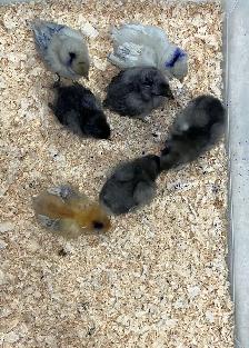 chicks and more chicks