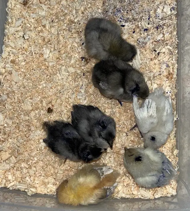 chicks and more chicks - Photo 2