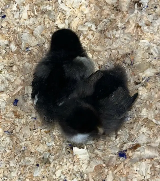 chicks and more chicks - Photo 3