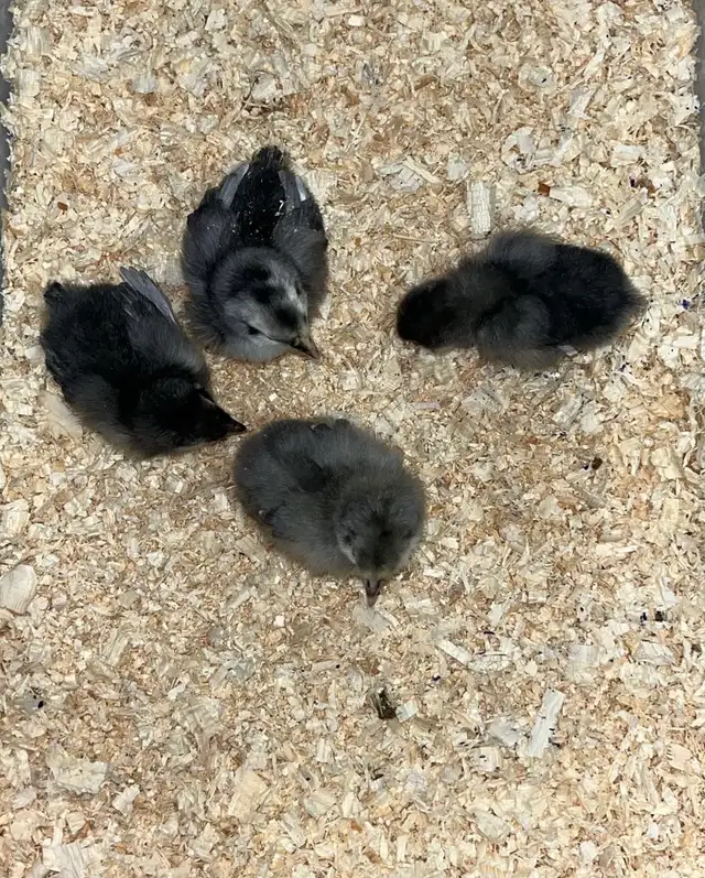 chicks and more chicks - Photo 4