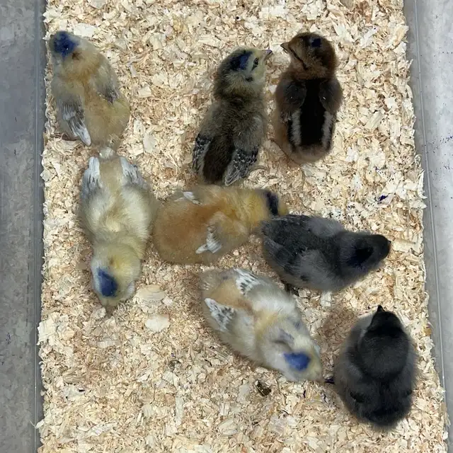chicks and more chicks - Photo 5