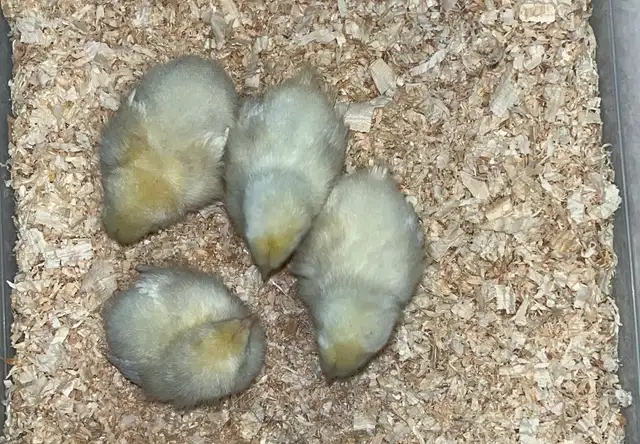 chicks and more chicks - Photo 6