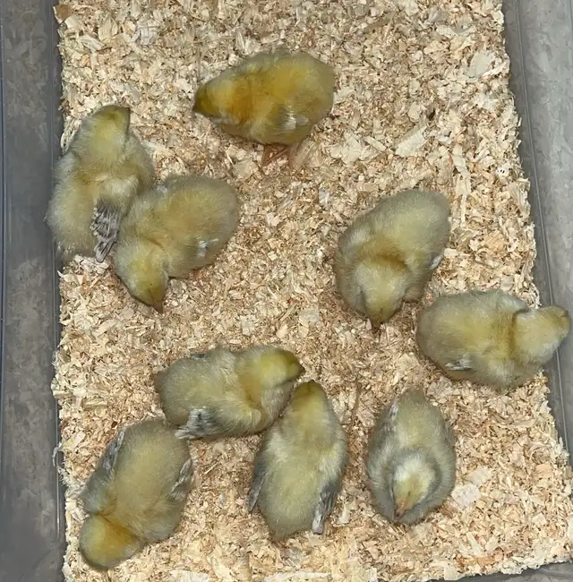 chicks and more chicks - Photo 7
