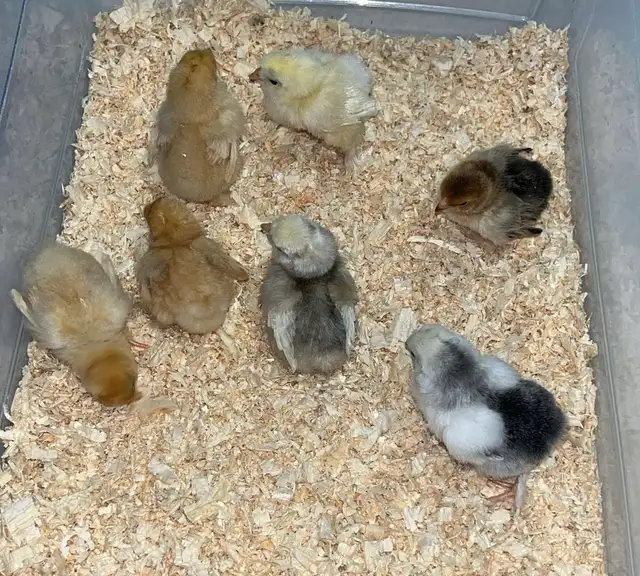 chicks and more chicks - Photo 8