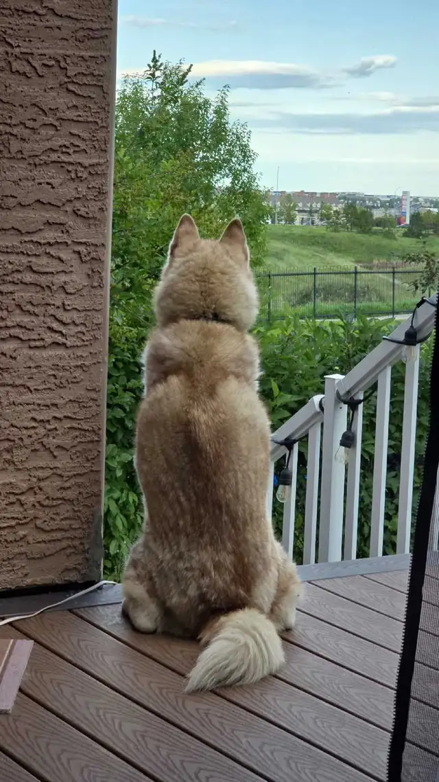 Small Dog and puppy boarding