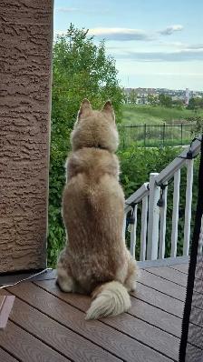 Small Dog and puppy boarding