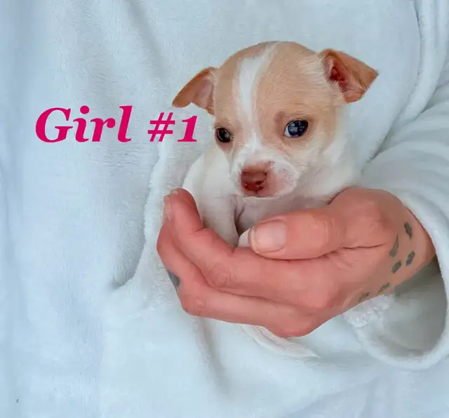 ❤️~Chihuahuas~ ❤️