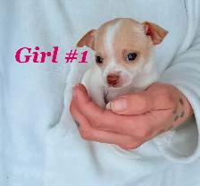 ❤️~Chihuahuas~ ❤️