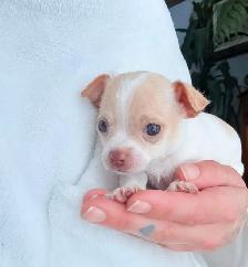 ❤️~Chihuahuas~ ❤️ - Photo 2