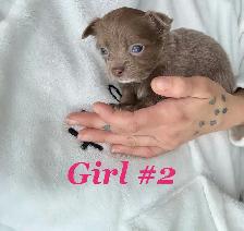 ❤️~Chihuahuas~ ❤️ - Photo 3