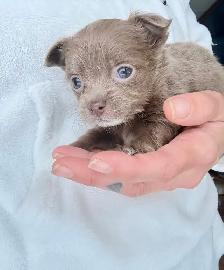 ❤️~Chihuahuas~ ❤️ - Photo 4