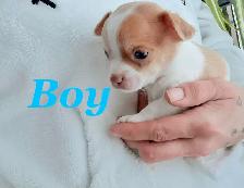 ❤️~Chihuahuas~ ❤️ - Photo 5