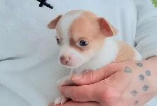 ❤️~Chihuahuas~ ❤️ - Photo 6