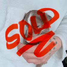 ❤️~Chihuahuas~ ❤️ - Photo 7