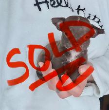 ❤️~Chihuahuas~ ❤️ - Photo 8