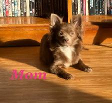 ❤️~Chihuahuas~ ❤️ - Photo 9