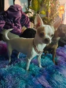 ❤️~Chihuahuas~ ❤️ - Photo 10