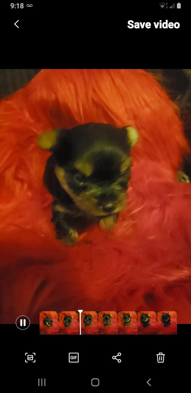 Teacup Yorkie Puppies