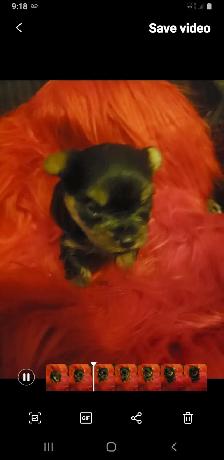 Teacup Yorkie Puppies